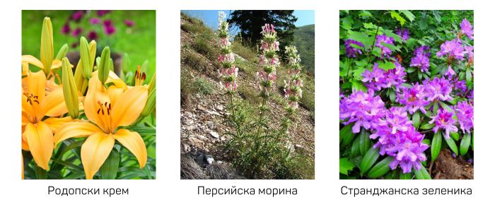 застрашени растения в България