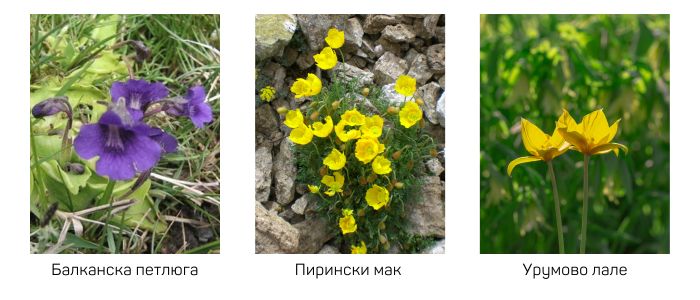 застрашени растения в България