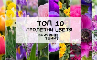 Топ 10: Най-красивите пролетни цветя