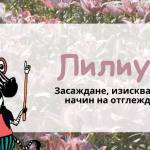 Лилиум