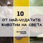 Най-чудатите животни на света